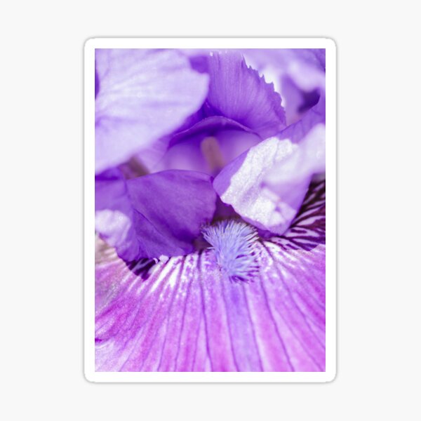Purple Iris Sticker