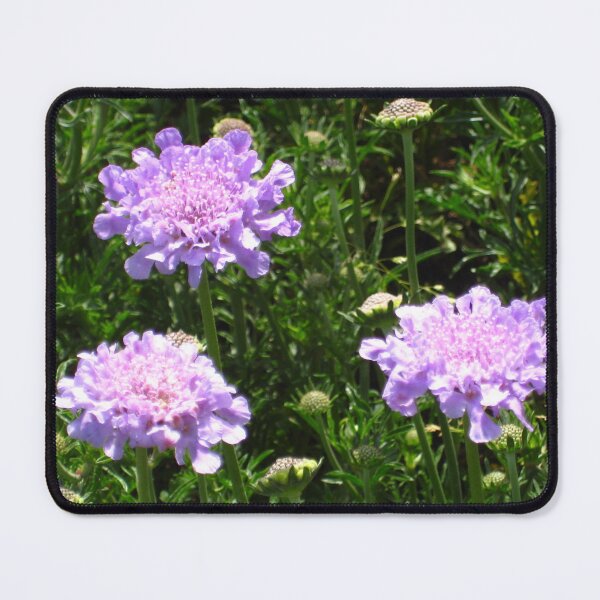 Item preview, Purple Pincushion Scabiosa Flower for Deep Love designed and sold by JoyousArt4u.