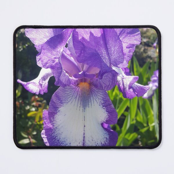 Item preview, Gorgeous Blue and White Bearded Iris Flower designed and sold by Sarah  Rajkotwala.