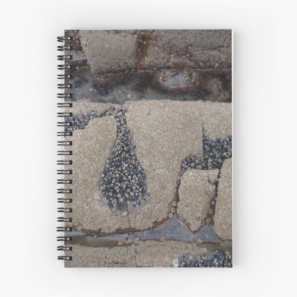 Item preview, 2011-09-04 : Shell Script - Shells in hollows in rocks designed and sold by 'ö-Dzin Tridral.