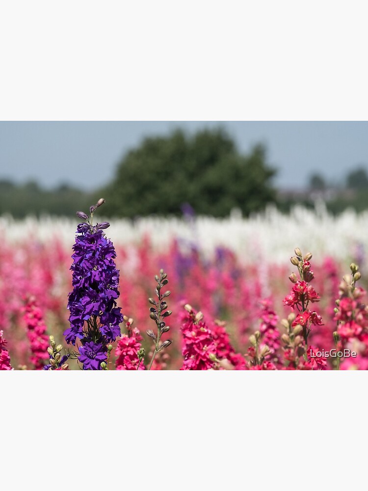 Rainbow Delphinium Flowers - The Real Flower Petal Confetti Company