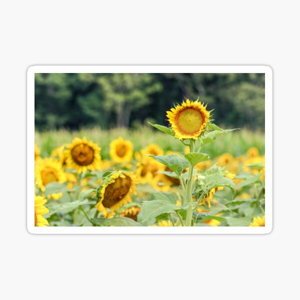 Lone Sunflower Sticker
