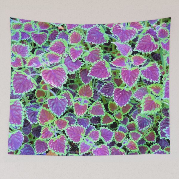 Item preview, Trailing Burgundy Coleus designed and sold by What I See by Dawne.