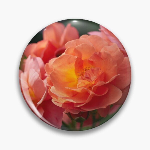 Item preview, Morning sun has rosen. Roses of the late summer series numer 23 designed and sold by Jouko Lehto Photography.