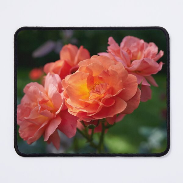 Item preview, Morning sun has rosen. Roses of the late summer series numer 23 designed and sold by Jouko Lehto Photography.