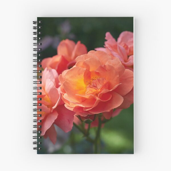 Item preview, Morning sun has rosen. Roses of the late summer series numer 23 designed and sold by Jouko Lehto Photography.