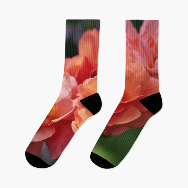 Item preview, Morning sun has rosen. Roses of the late summer series numer 23 designed and sold by Jouko Lehto Photography.