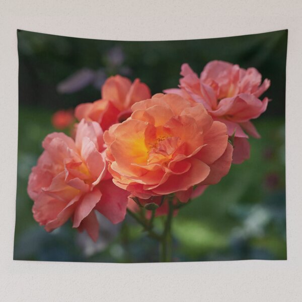 Item preview, Morning sun has rosen. Roses of the late summer series numer 23 designed and sold by Jouko Lehto Photography.