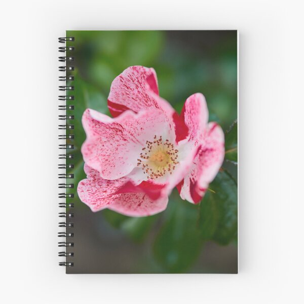 Item preview, Simsalabim. Roses of the late summer series numer 27 designed and sold by Jouko Lehto Photography.