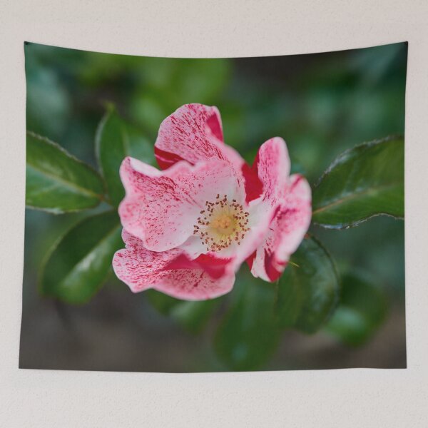 Item preview, Simsalabim. Roses of the late summer series numer 27 designed and sold by Jouko Lehto Photography.