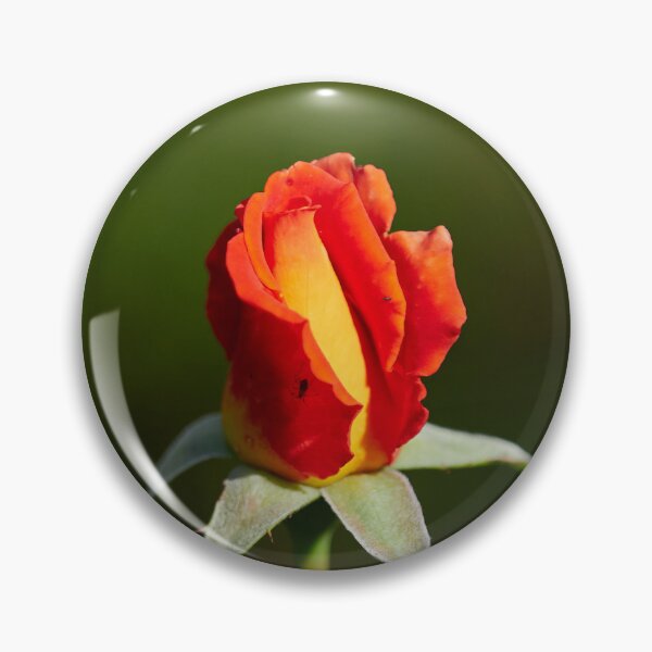Item preview, Just about a rosebud. Roses of the late summer series numer 31 designed and sold by Jouko Lehto Photography.