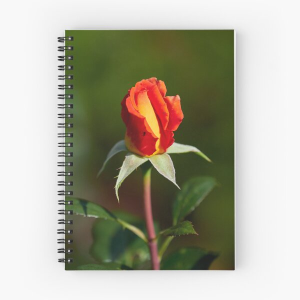 Item preview, Just about a rosebud. Roses of the late summer series numer 31 designed and sold by Jouko Lehto Photography.