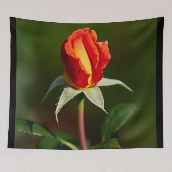 Item preview, Just about a rosebud. Roses of the late summer series numer 31 designed and sold by Jouko Lehto Photography.