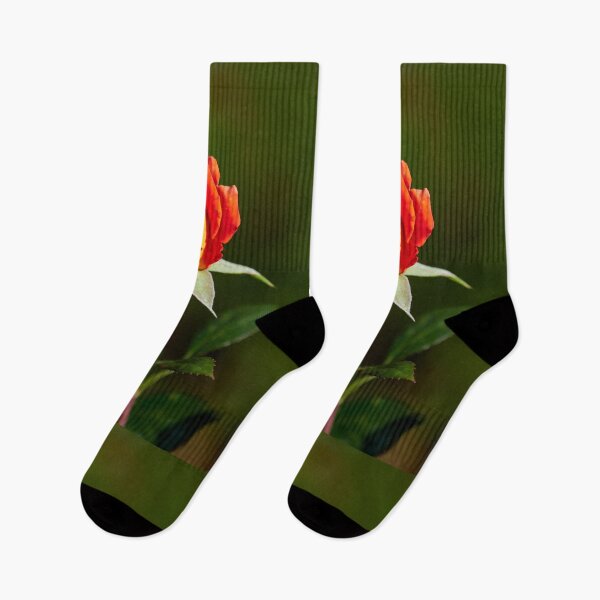 Item preview, Just about a rosebud. Roses of the late summer series numer 31 designed and sold by Jouko Lehto Photography.