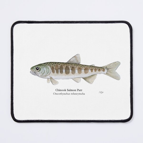 Item preview, Chinook Salmon Parr designed and sold by Stephen Emms.