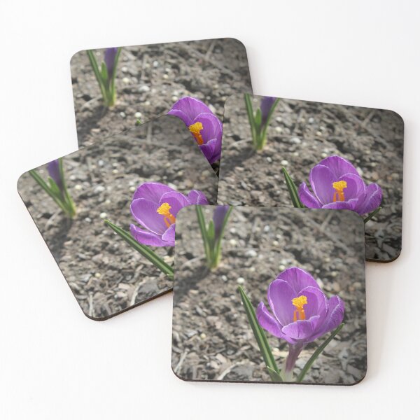 Item preview, Purple and Yellow Crocuses Photograph with Vignetting designed and sold by AnnOriginal.