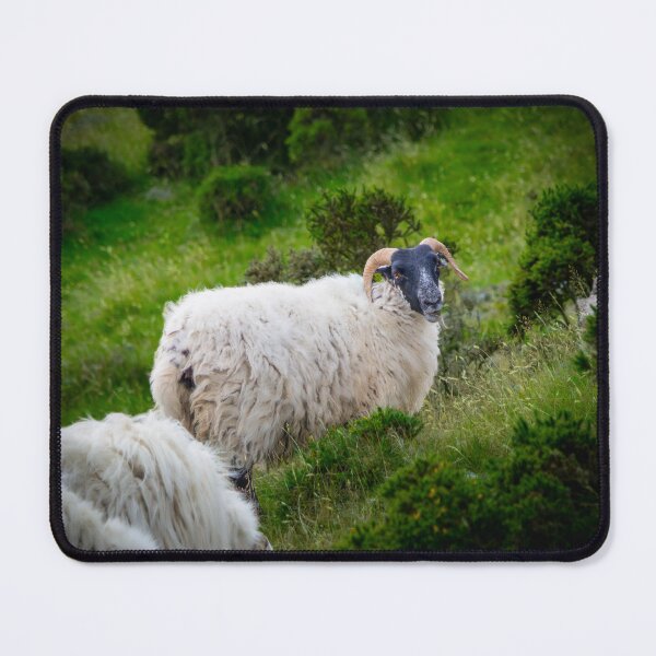 Item preview, Blackface Mountain Sheep Grazing designed and sold by JacobCPhotos.