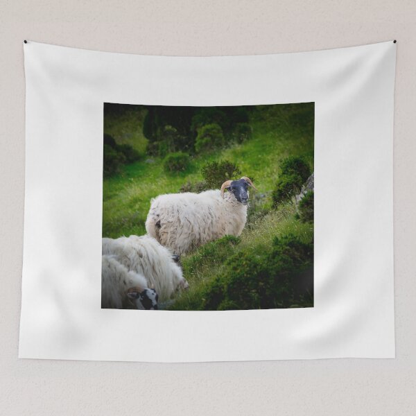 Item preview, Blackface Mountain Sheep Grazing designed and sold by JacobCPhotos.