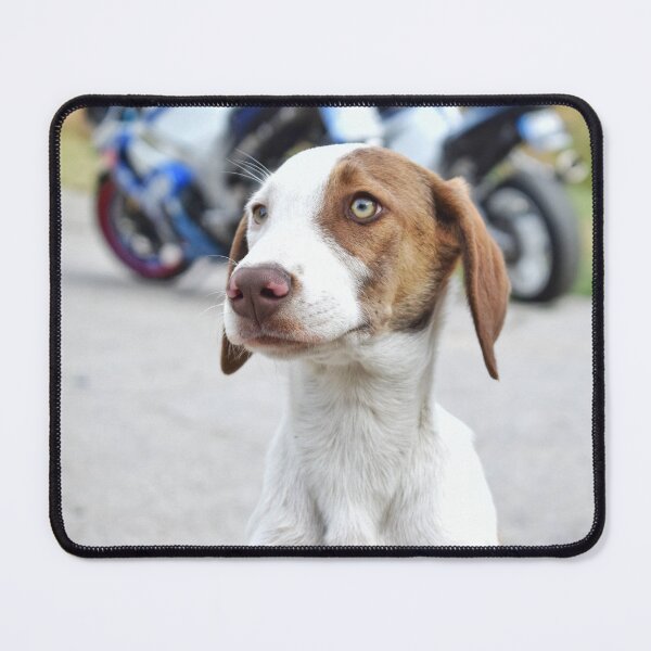 Item preview, Gentle Gaze Dog, Calm and Sweet designed and sold by Anastasia Kaneva.