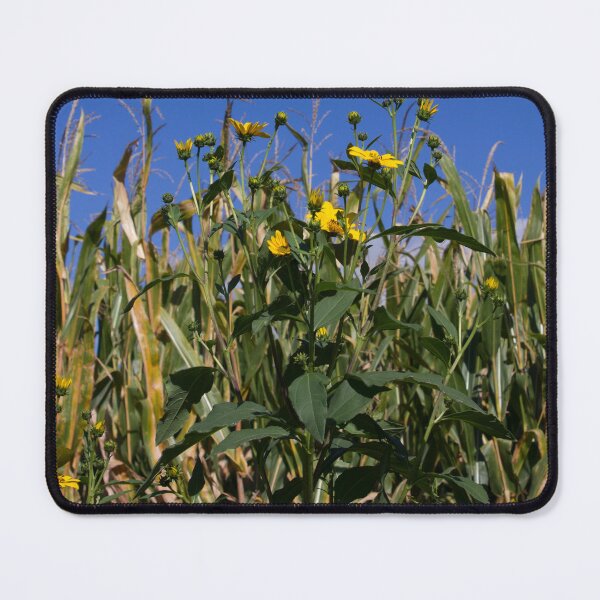 Item preview, Sunflowers in Cornfield Photograph designed and sold by AnnOriginal.