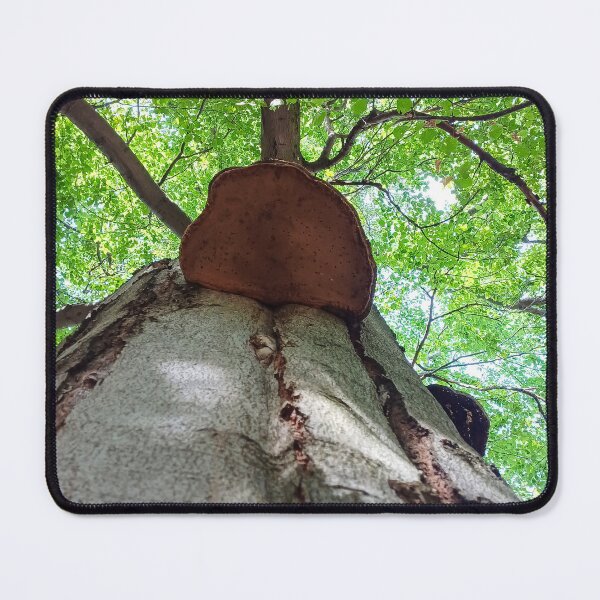 Item preview, Tree with Shelf Fungus from Below designed and sold by Peter-Mahr.