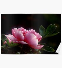 peony Poster