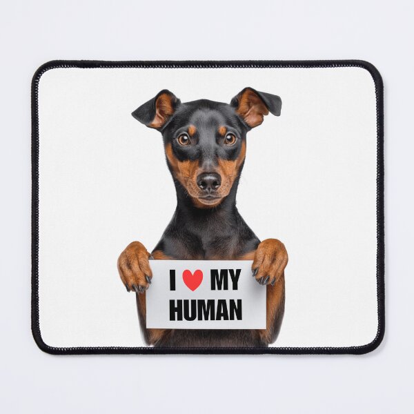 Item preview, Cute German Pinscher dog with Signboard I love my Human  designed and sold by LazyOwlStore.