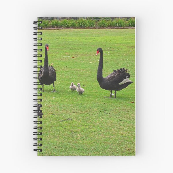 Item preview, Family of Black Swans  designed and sold by LisaWootenPhoto.