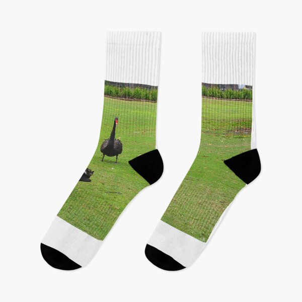 Item preview, Family of Black Swans  designed and sold by LisaWootenPhoto.