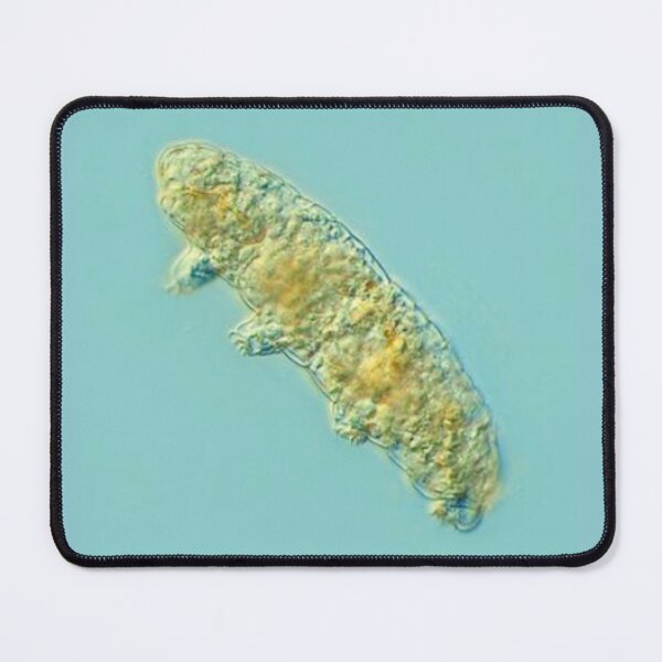 Item preview, ANIMAL designed and sold by myStudioVisual.