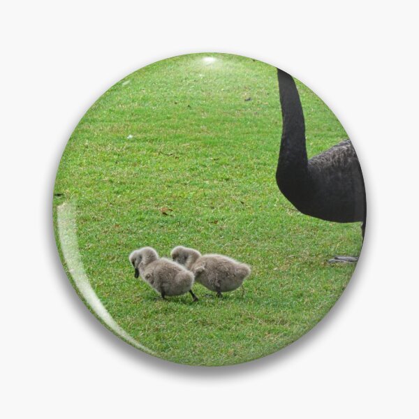Item preview, Black Swan with Two Cygnets designed and sold by LisaWootenPhoto.
