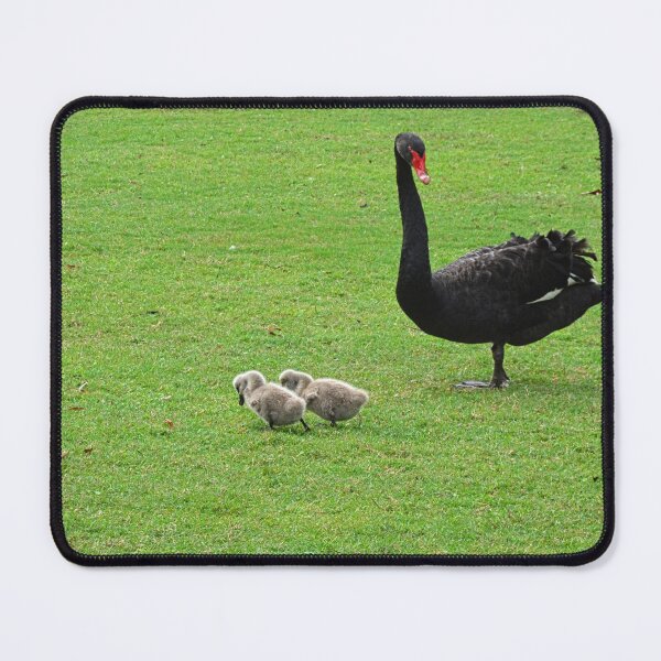 Item preview, Black Swan with Two Cygnets designed and sold by LisaWootenPhoto.