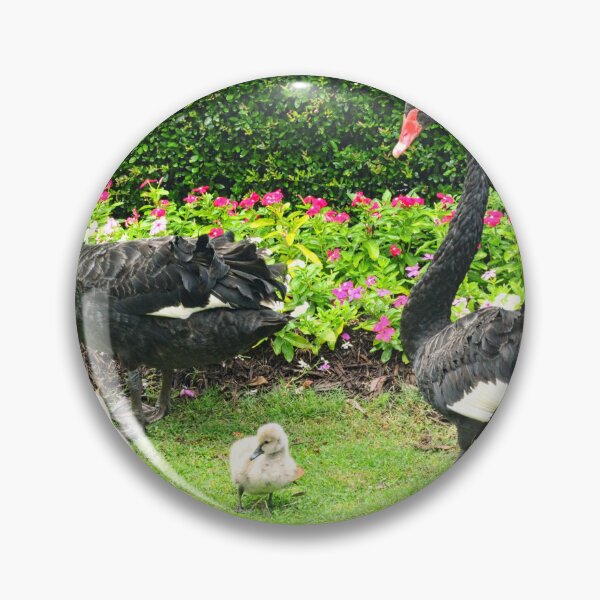 Item preview, Black Swans with Cygnets in Park designed and sold by LisaWootenPhoto.