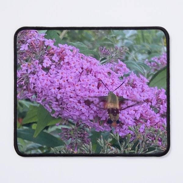Item preview, Hummingbird moth designed and sold by littlezoo317.