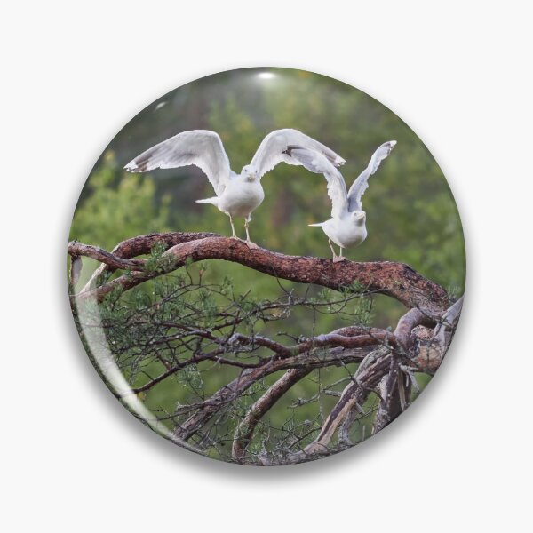 Item preview, Ready stedy go. European herring gull designed and sold by Jouko Lehto Photography.