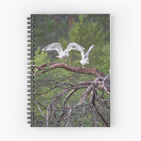 Item preview, Ready stedy go. European herring gull designed and sold by Jouko Lehto Photography.