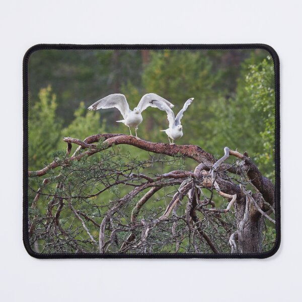 Item preview, Ready stedy go. European herring gull designed and sold by Jouko Lehto Photography.