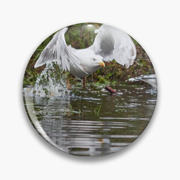 Item preview, Splash. European herring gull designed and sold by Jouko Lehto Photography.