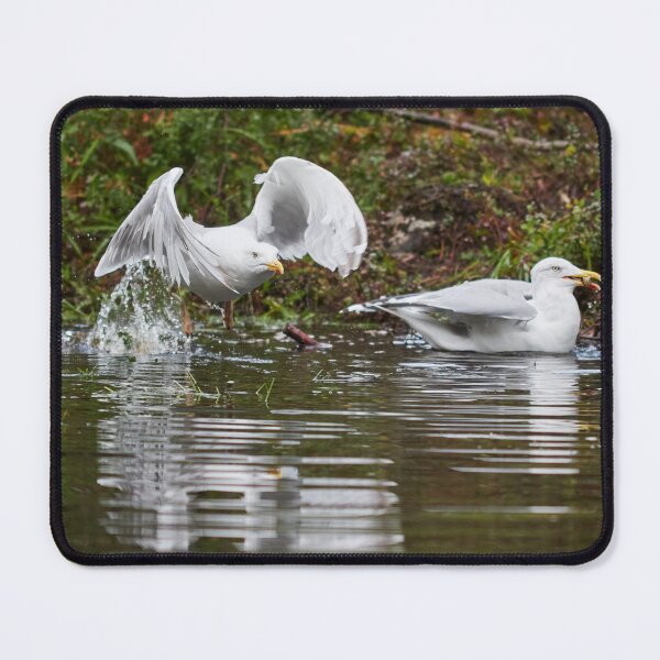 Item preview, Splash. European herring gull designed and sold by Jouko Lehto Photography.