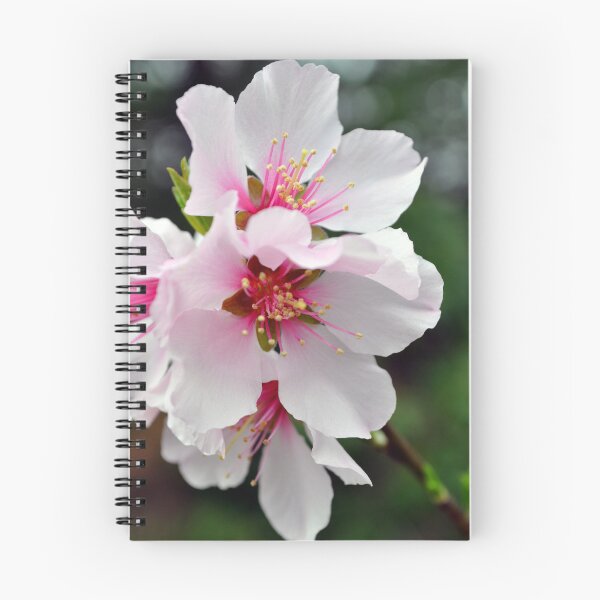 Item preview, Almond Blossoms designed and sold by AffeldtImages.