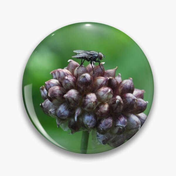 Item preview, Fly on Wild Garlic designed and sold by AffeldtImages.