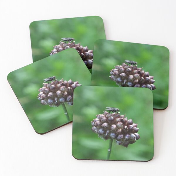 Item preview, Fly on Wild Garlic designed and sold by AffeldtImages.