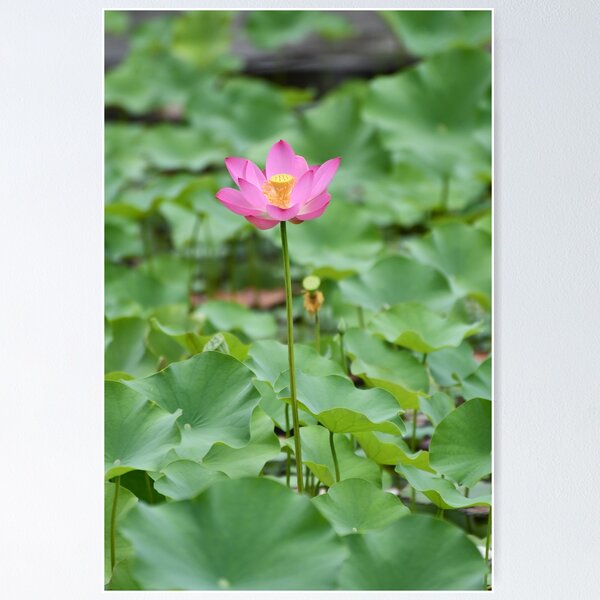Artikelvorschau, Leuchtend rosa Heilige Lotusblume entworfen und verkauft von AffeldtImages.