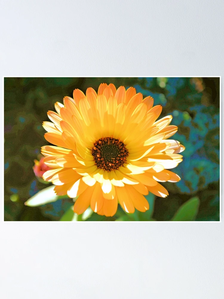 Imagen 1 de 3, Póster con la obra English Marigold, diseñada y vendida por What I See by Dawne.