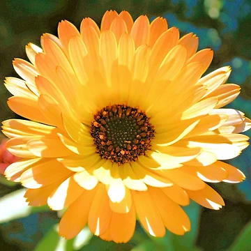 Vorschaubild zum Design English Marigold von What I See by Dawne