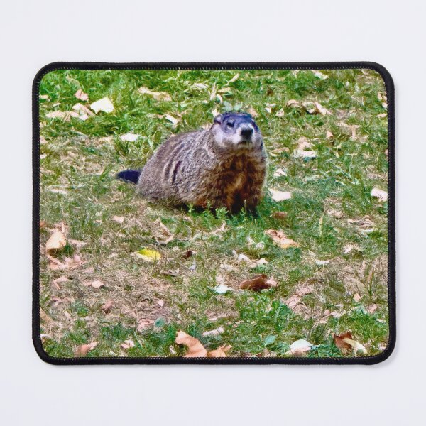 Item preview, Groundhog in Autumn by Pamela Storch designed and sold by Pamela Storch.