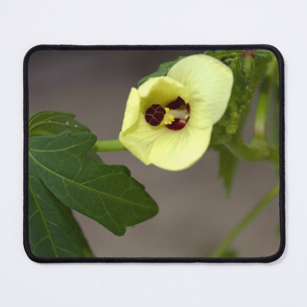 Item preview, Okra Flower designed and sold by MercerImages.