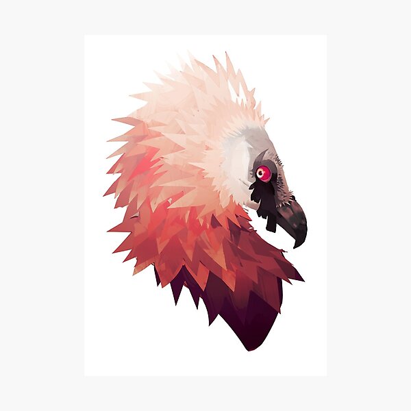 Bearded Vulture Photographic Print