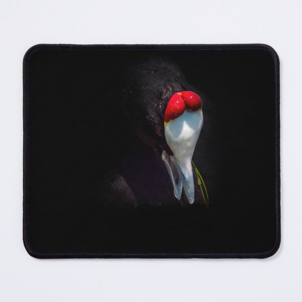Item preview, Red Knobbed Coot 2 designed and sold by Ralph Goldsmith.