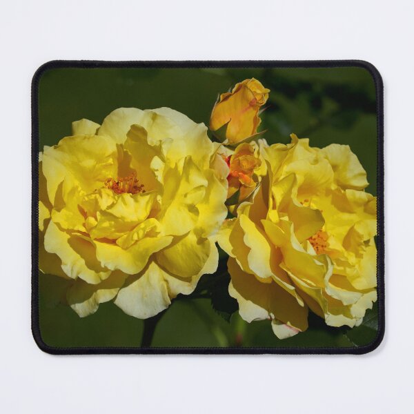 Item preview, Lichtkonigin Lucia yellow. Roses of the late summer series numer 34 designed and sold by Jouko Lehto Photography.